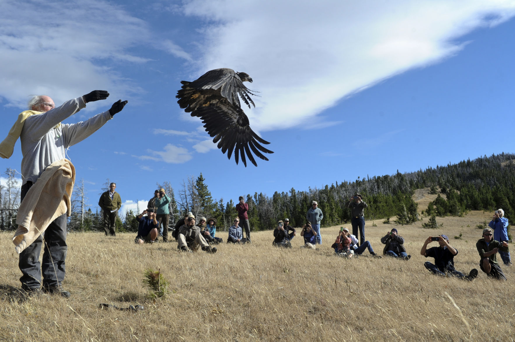 Eagle release
